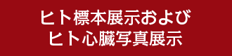 ヒト標本展示およびヒト心臓写真展示