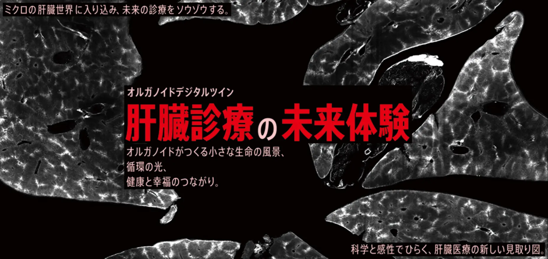 オルガノイドデジタルツイン―肝臓診療の未来体験―（展示）