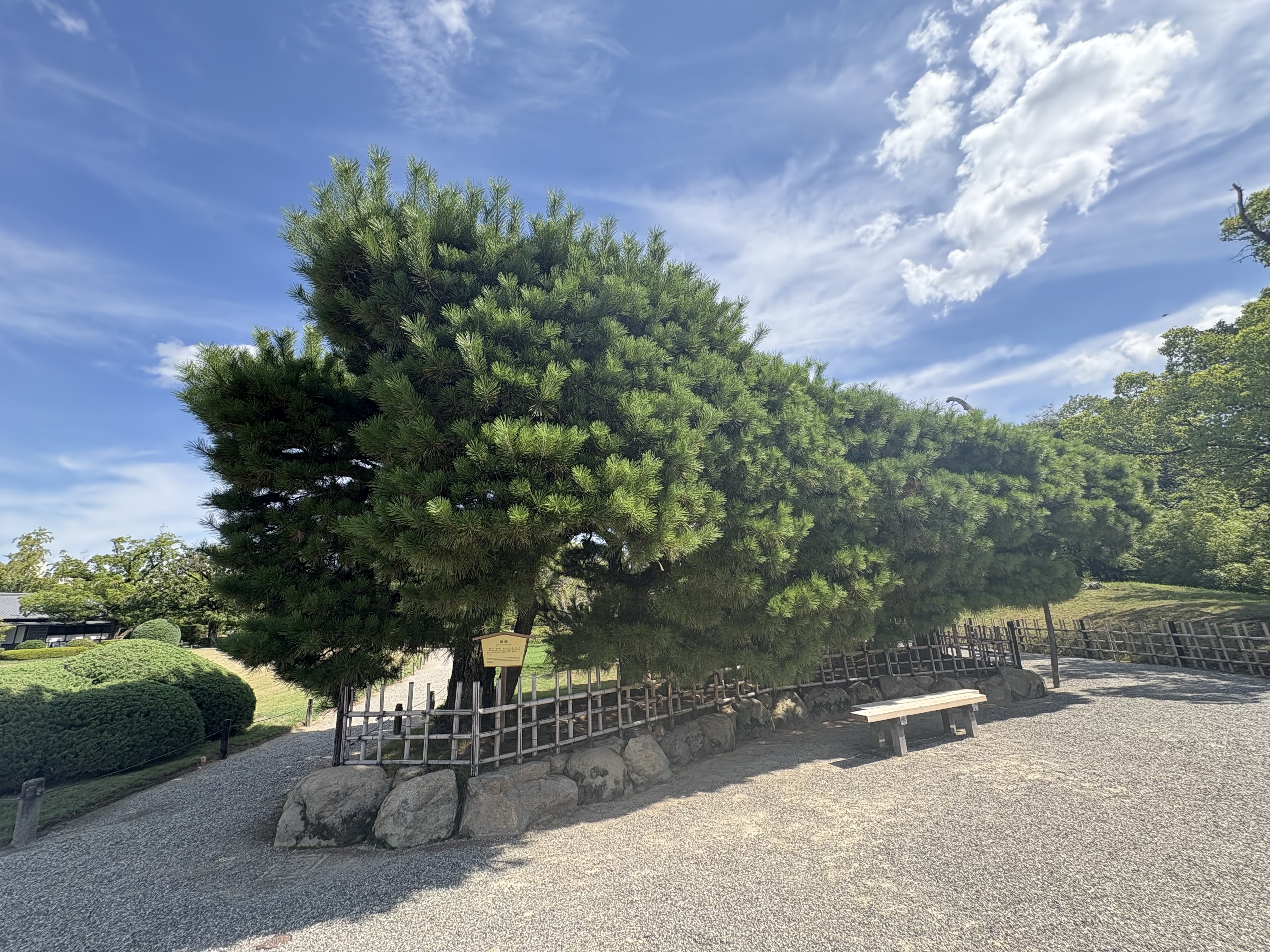 瀬戸の空の肝葉