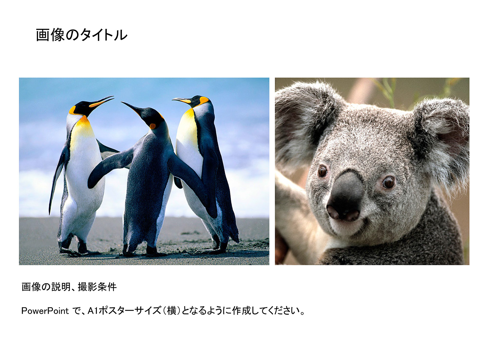 画像の見本